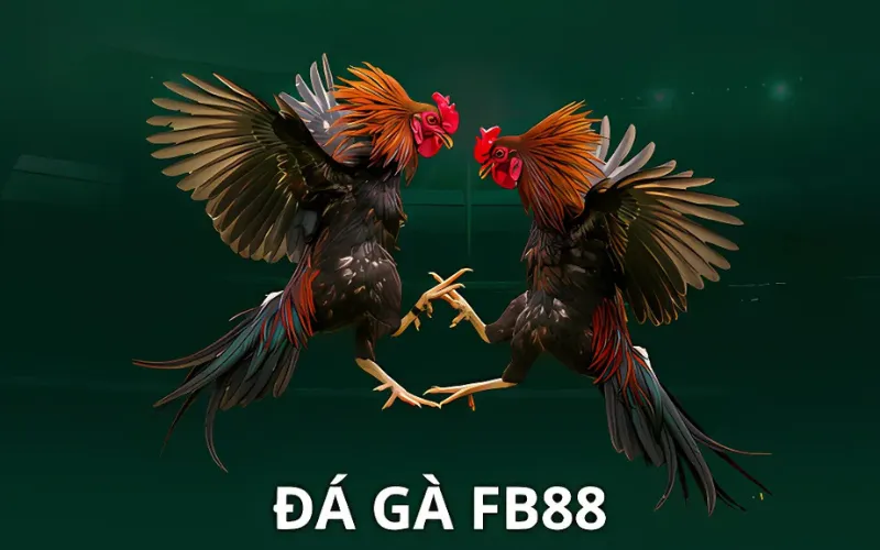 Sảnh đá gà fb88